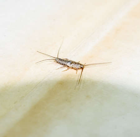 Insect feeding on paper - silverfish. Pest books and newspapers. Lepismatidae, Thermobia domestica.