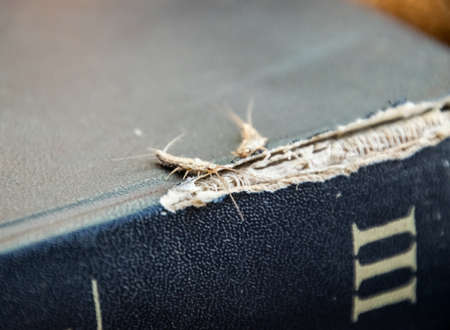 lepisma on the tattered cover of an old book. Insect feeding on paper - silverfish, lepisma. Pest books and newspapers.の写真素材