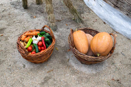 Baskets with vegetables. Assorted vegetables. Rural harvestの写真素材