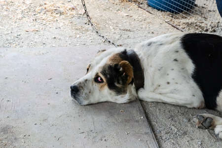 A big old dog lies on the ground. A big old dog lies on the ground.