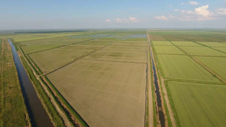 Growing rice on flooded fields. Ripe rice in the field, the beginning of harvesting. A birds-eye...