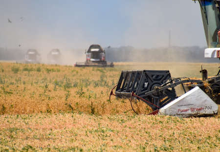 Fields near Krasnodar, Russia - June 21, 2018: Harvesting peas with a combine harvester. Harvesting...