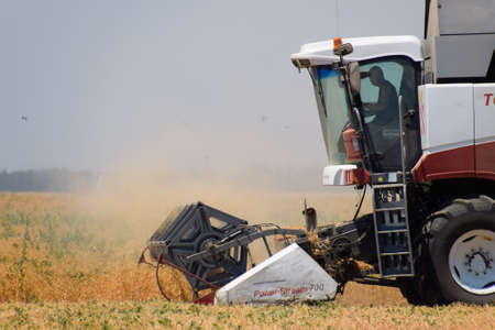 Fields near Krasnodar, Russia - June 21, 2018: Harvesting peas with a combine harvester. Harvesting...