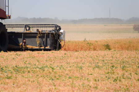 Harvesting peas with a combine harvester. Harvesting peas from the fieldsの写真素材