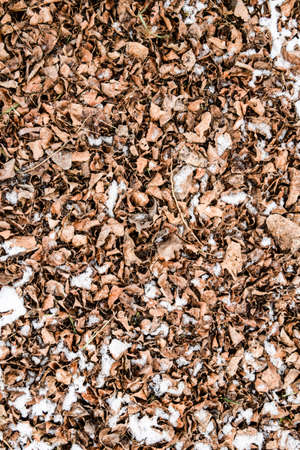 Dry fallen leaves on the ground. Slightly covered with snow leaves. Background of leaves, texture.