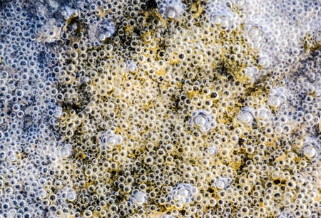 Bubbles of air in mud and silt under water. Background of bubbles, surface textureの写真素材