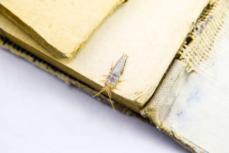 Insect feeding on paper - silverfish. Pest books and newspapers.の写真素材