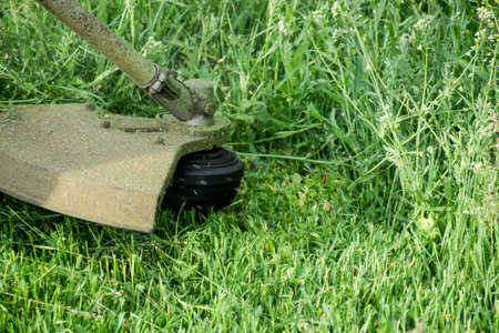 Mowing green grass using a fishing line trimmer. Application trimmers.