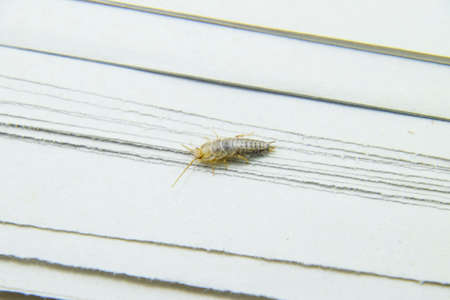 Insect feeding on paper - silverfish. Pest books and newspapers.の写真素材