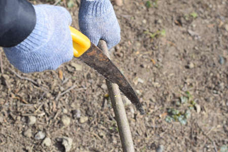 Cutting a tree branch with a hand garden saw. Pruning fruit trees in the garden.