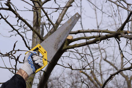 Cutting a tree branch with a hand garden saw. Pruning fruit trees in the garden.の写真素材