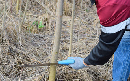 man saws sawing a tree branch. Wood sawing with a hand saw. Hand sawing wood