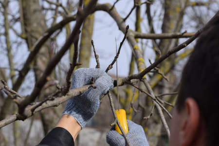Cutting a tree branch with a hand garden saw. Pruning fruit trees in the garden.