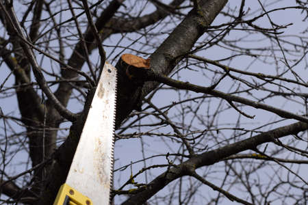 Cutting a tree branch with a hand garden saw. Saw a hacksaw at the cut branch. Pruning fruit trees...