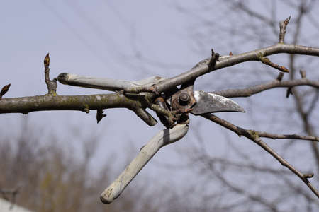 Secateurs hanged on a pear branch. Pruning pear branches pruners. Trimming the tree with a cutter....
