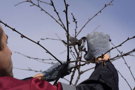 Trimming the tree with a cutter. Spring pruning of fruit trees.
