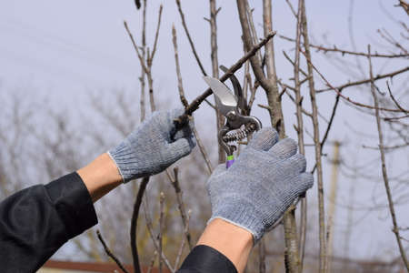 Trimming the tree with a cutter. Spring pruning of fruit trees.