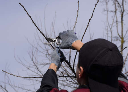 Trimming the tree with a cutter. Spring pruning of fruit trees.