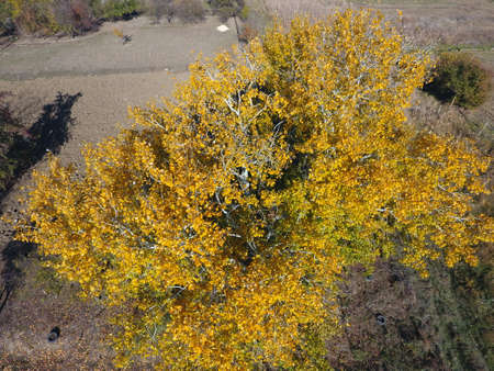 Yellow leaves on a silver poplar, top view of a poplar tree in the fall.の写真素材