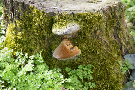Mushroom  on a stump of sawn plum overgrown with moss.の写真素材
