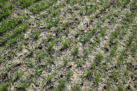The field of winter wheat, making root dressing seedlings. Fertilization on the field of wheat.