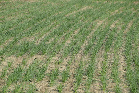 The field of winter wheat, making root dressing seedlings. Fertilization on the field of wheat.