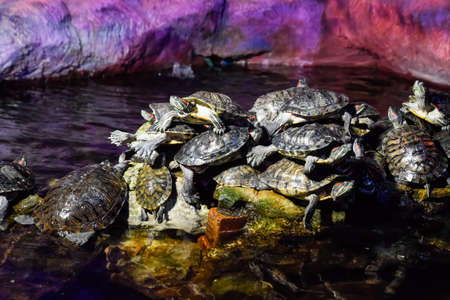 colony of turtles on the stone, reptile turtles