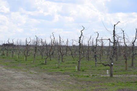 Apple trees in the garden, pruning apple trees, protecting cut branches with paint coating.の写真素材