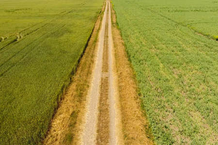 A dirt road between the fields of wheat and peas