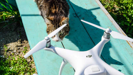 Krasnodar, Russia - April 14, 2017: The cat sniffs the drone DJI phantom 4. Surprise the animal with...