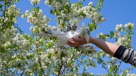 Krasnodar, Russia - April 14, 2017: Quadrocopter DJI Phantom 4 is on the branch of blooming cherry...