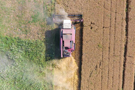 Cleaning wheat harvester. Ripe wheat harvester mowed and straw easily sprayed behind him. Top view.の写真素材