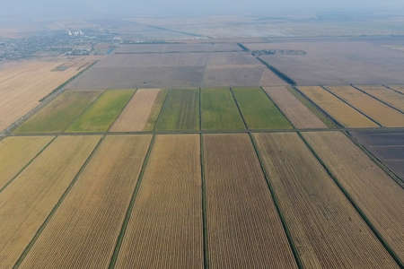 Growing rice on flooded fields. Ripe rice in the field, the beginning of harvesting. A bird's-eye...