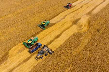 Krasnodar, Russia - July 22, 2017: Harvesting wheat harvester. Agricultural machines harvest grain on the field. Agricultural machinery in operation.のeditorial素材