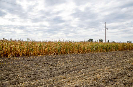 Ripened corn on the field. Almost dry stems of cornの写真素材