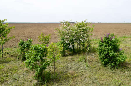 Blooming in spring are the trees of lilac and cherry. Spring in the gardenの写真素材