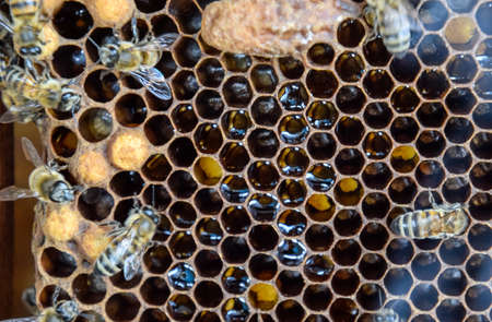 Honey bees on the home apiary. The technology breeding of honey bees.の写真素材