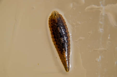 Leech on the glass. Bloodsucking animal. subclass of ringworms from the belt-type class. Hirudotherapy.の写真素材