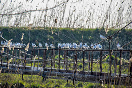 Gulls on a steel bridge sit on the railing. Gulls on a steel bridgeの写真素材