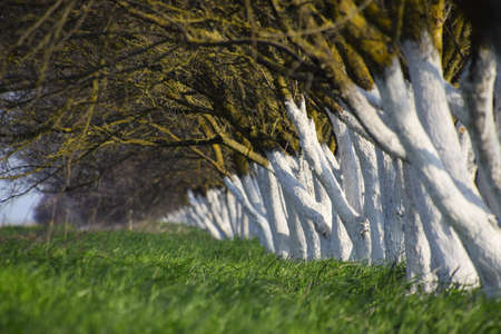 Whitewashed tree trunks along the road. Apricots along the route with a green meadow and whitewashed boles.の写真素材