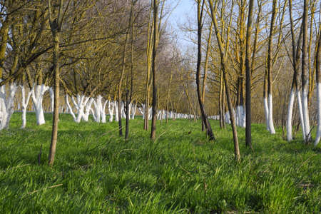 Whitewashed tree trunks along the road. Apricots along the route with a green meadow and whitewashed...
