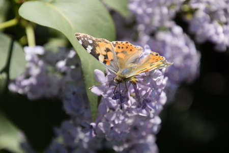 Butterfly Vanessa cardui on lilac flowers. Pollination blooming lilacs. Vanessa cardui