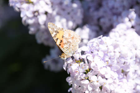 Butterfly Vanessa cardui on lilac flowers. Pollination blooming lilacs. Vanessa carduiの写真素材