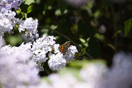 Butterfly Vanessa cardui on lilac flowers. Pollination blooming lilacs. Vanessa carduiの写真素材