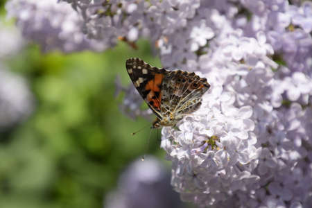 Butterfly Vanessa cardui on lilac flowers. Pollination blooming lilacs. Vanessa carduiの写真素材