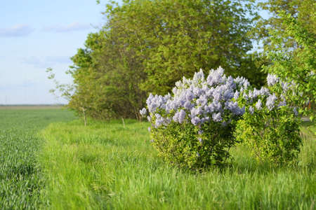 Flowers blooming lilac. Beautiful purple lilac flowers outdoors. Lilac flowers on the branchesの写真素材