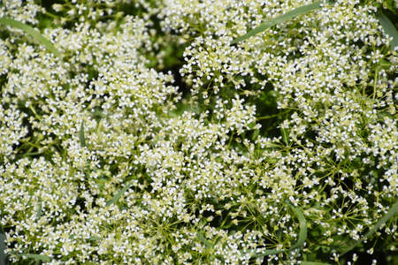 Lepidium a draba white flowers Lepidium drabaの写真素材