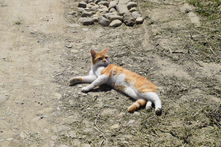 Red cat on a dirt road. Domestic red white cat.の写真素材