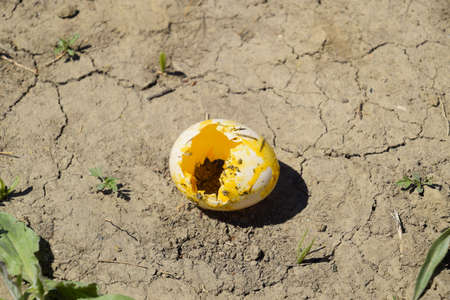 Picked chicken egg on the ground. The shell of a stolen egg.