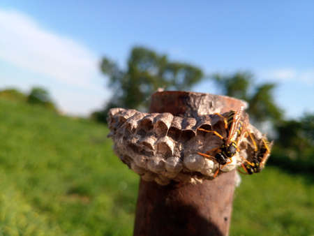The nest wasps polistov. Hornets nest on a steel post.の写真素材
